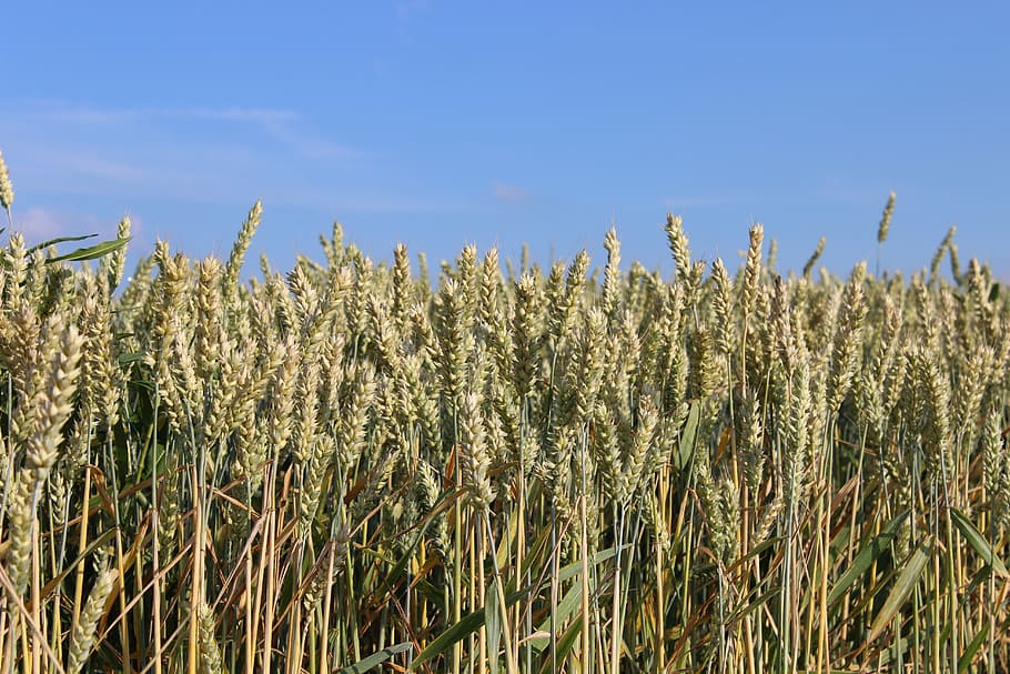 field, spikes, growth, plant, sky, beauty in nature, tranquility HD wallpaper