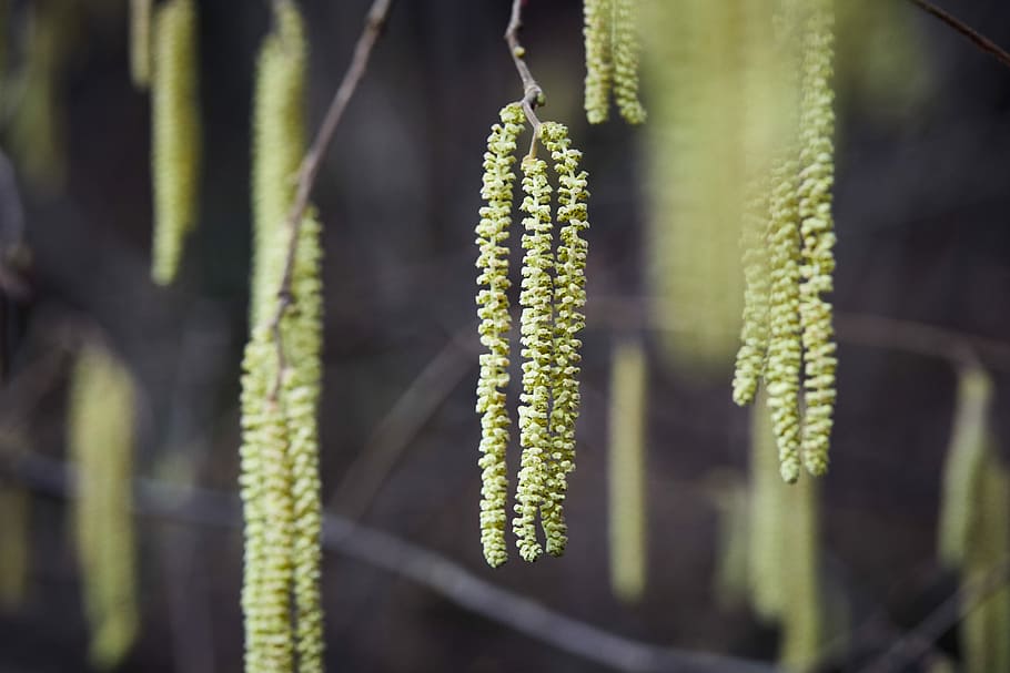 The Hazels, shallow focus photography of green leafed tree, pollen HD wallpaper
