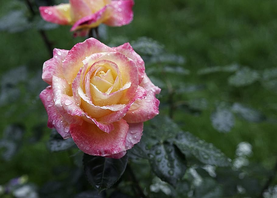Petals, Spring, Flower, Pink Rose, yellow rose, nature, rose - flower HD wallpaper