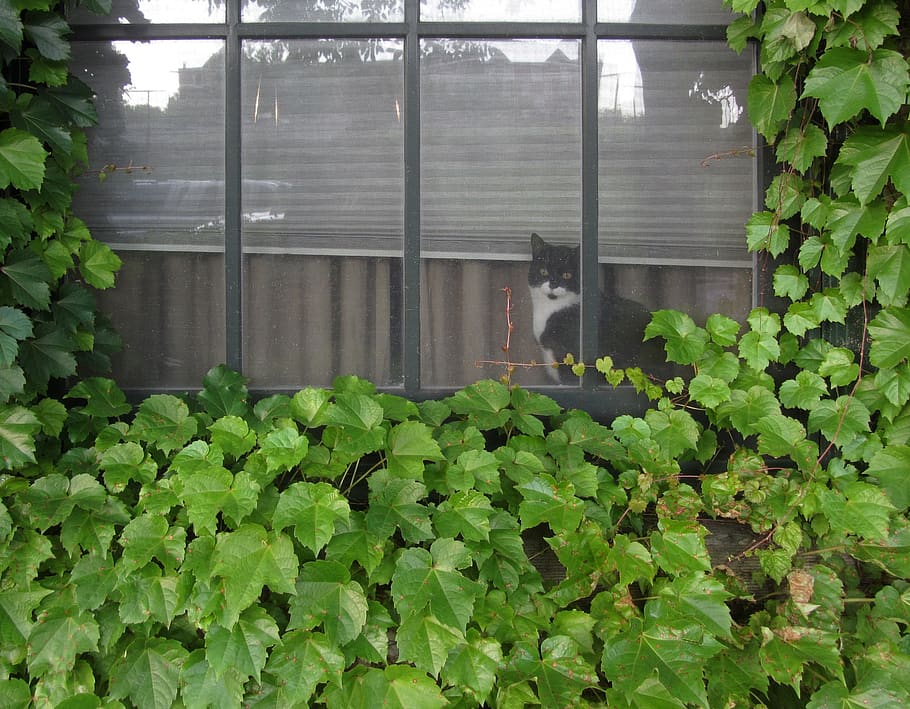 black, white, cat, window, looking, out, ivy, covered, loft HD wallpaper