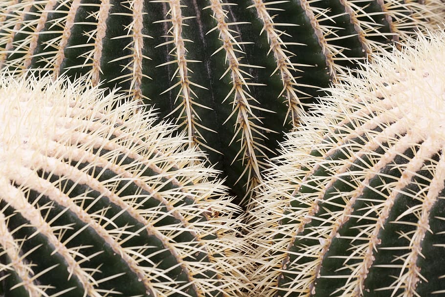 close-up photo of cactus, sting, prickly, plant, cactus greenhouse, HD wallpaper