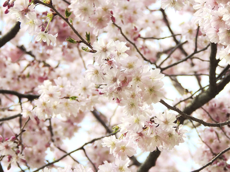 Blossom, Bloom, Flower, Pink, fruegling, nature, plant, tree HD wallpaper
