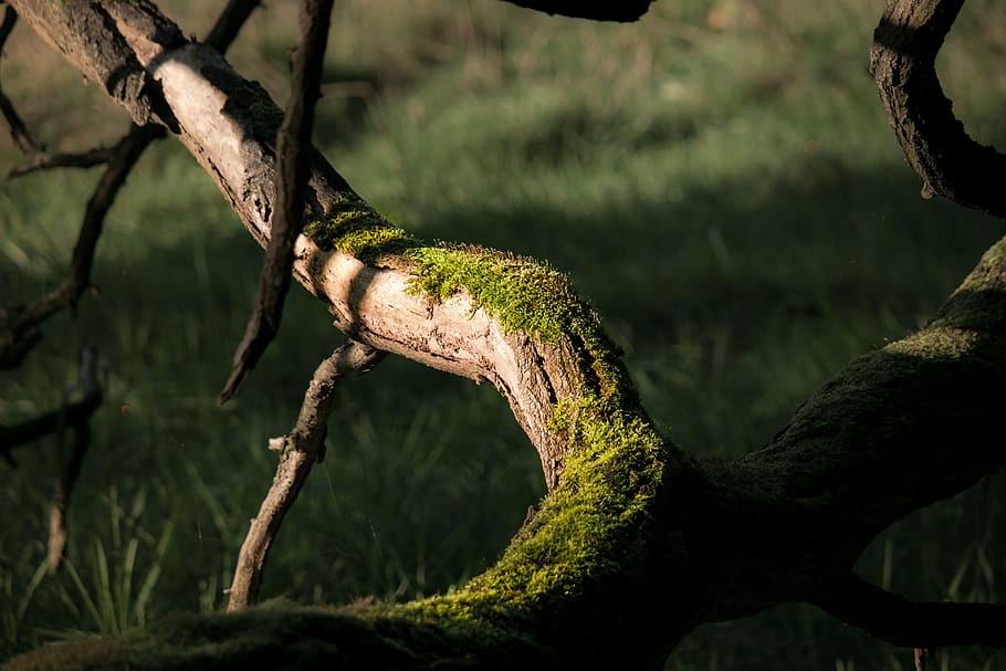 moss on tree, branch, green, old, morsch, gnarled, rot, branches, HD wallpaper
