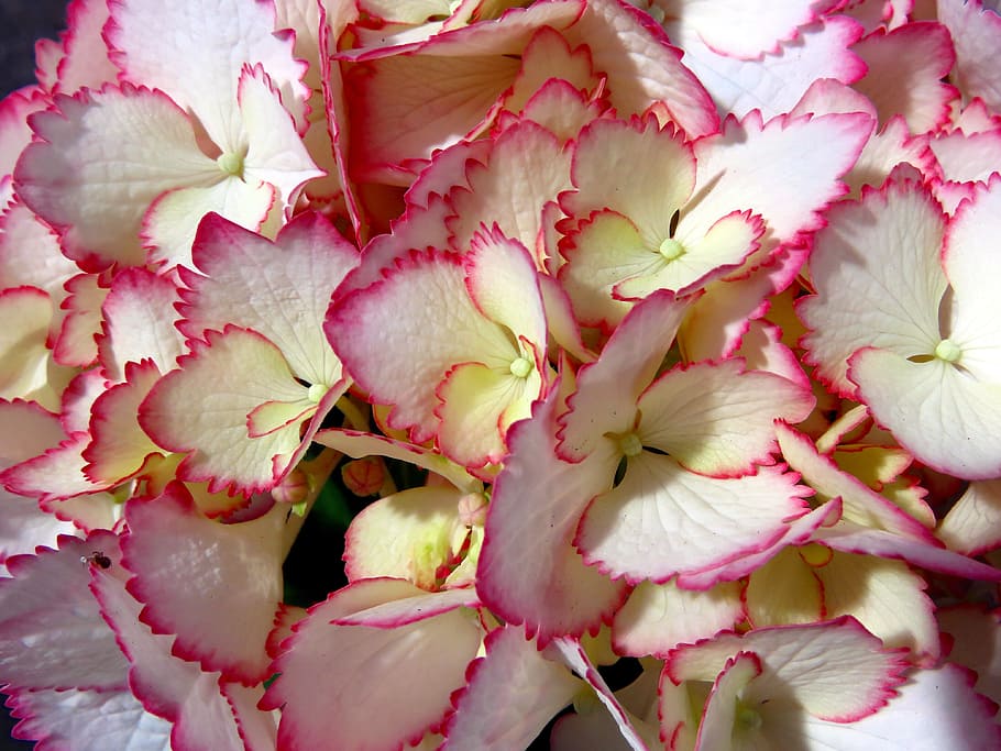 plant, flower, hydrangea, summer, freshness, beauty in nature HD wallpaper