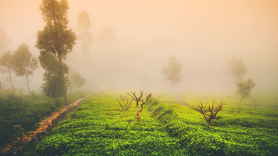 green leafed trees during fogged daytime, tea, mist, landscape HD wallpaper