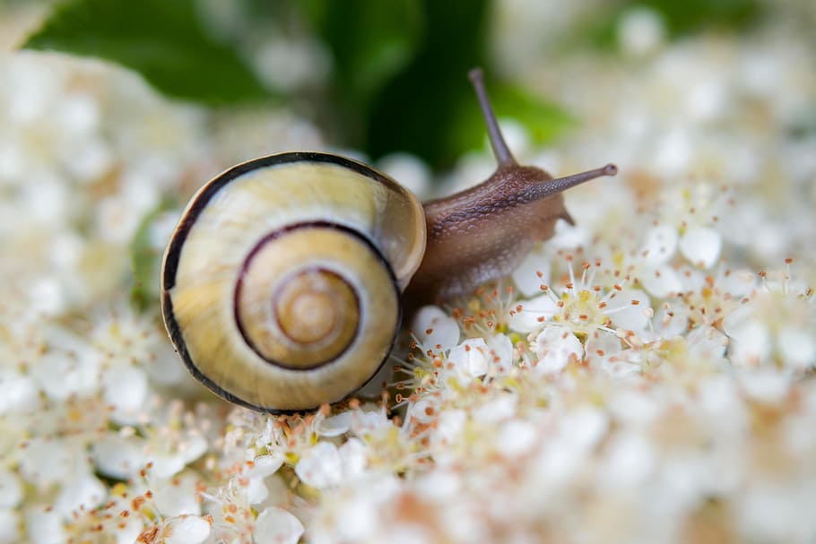 snail, shell, flowers, blütenmeer, white, crawl, slowly, probe HD wallpaper
