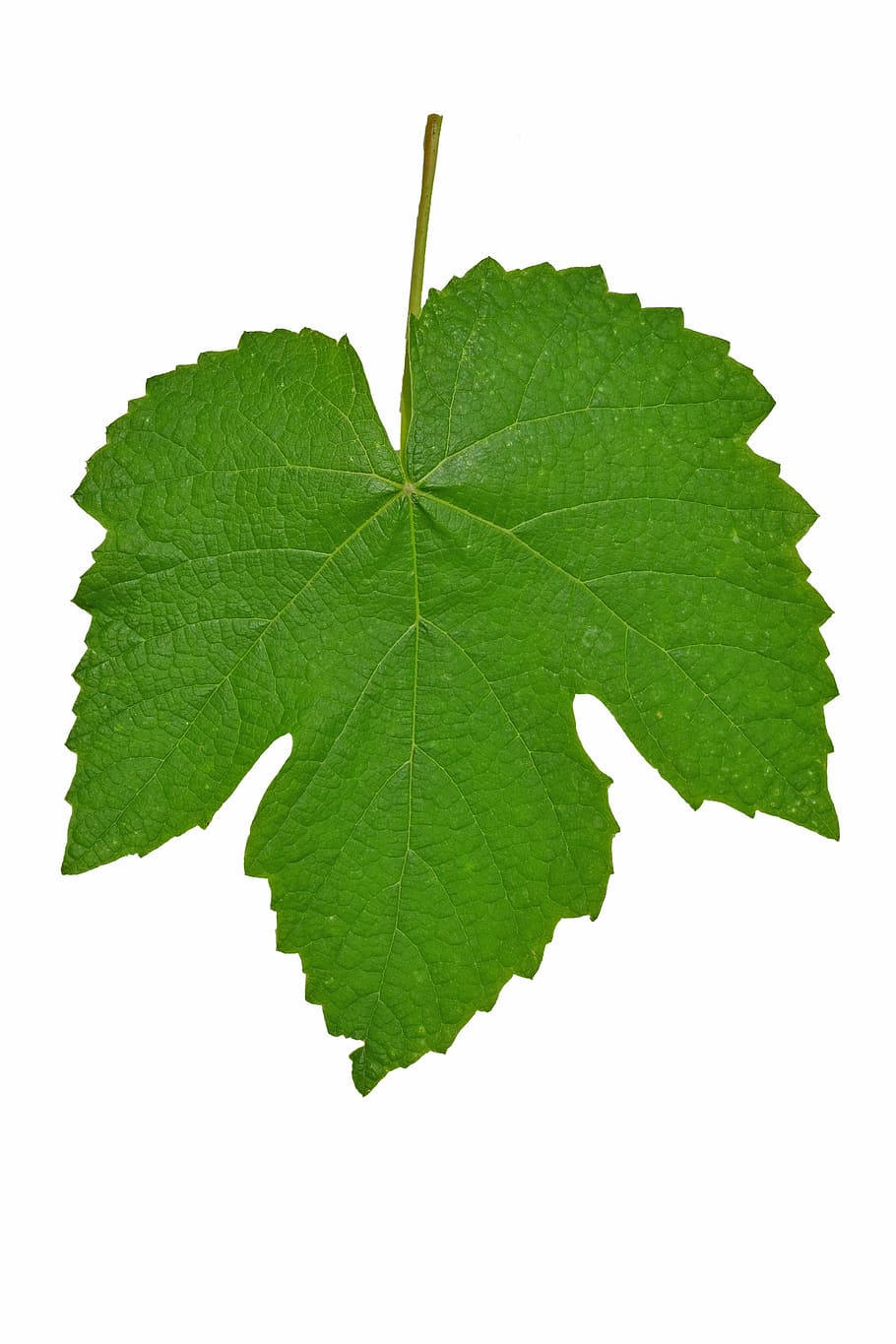 green leaf, vines, isolated, garden, plant, nature, plant part HD wallpaper