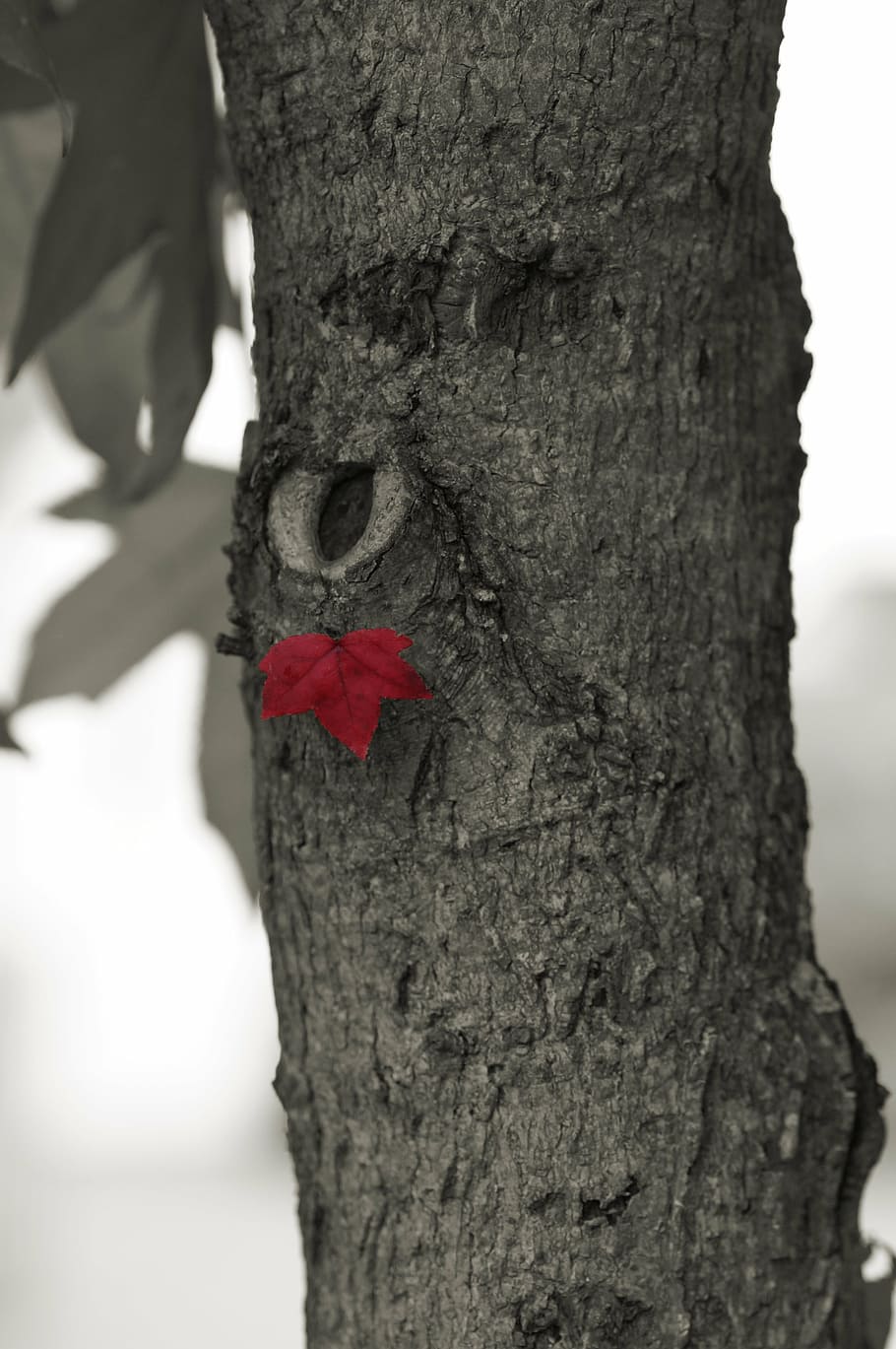 tree, leaf, red, autumn, macro, trunk, tree trunk, plant, focus on foreground HD wallpaper