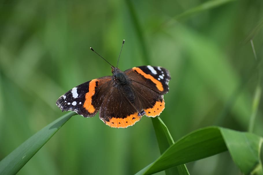 Butterfly, Spring, Nature, Green, Grass, colors, insect, butterfly - Insect HD wallpaper