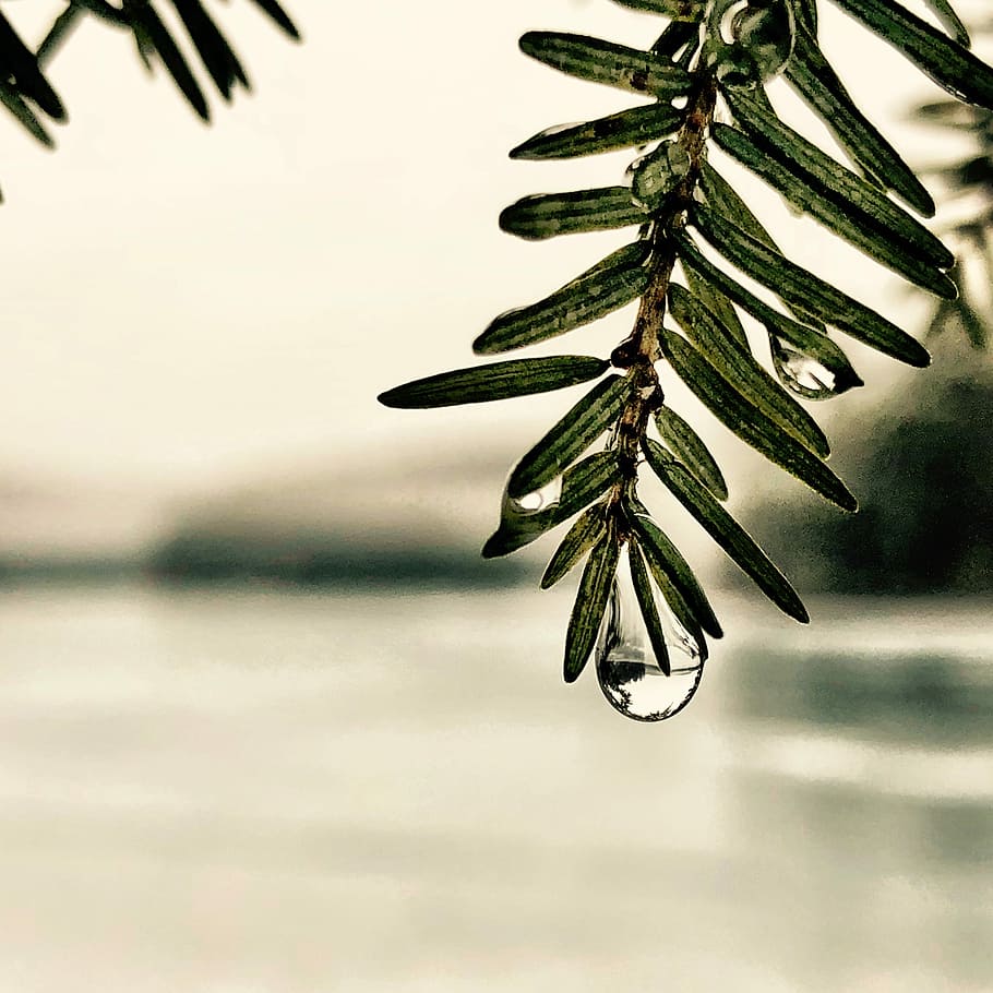 shallow focus of green leaves with water droplets, dew on green leaf at daytime HD wallpaper
