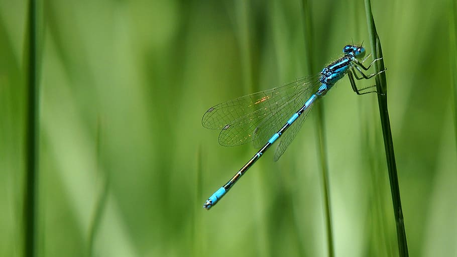 Nature, Insects, Dragonfly, Macro, one animal, damselfly, green color HD wallpaper
