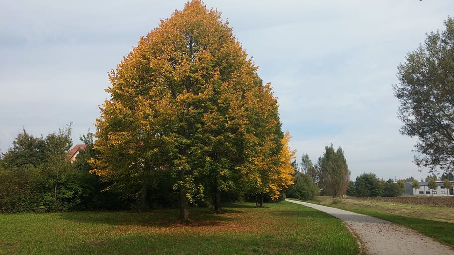 autumn, tree, away, walk, plant, change, beauty in nature, growth HD wallpaper