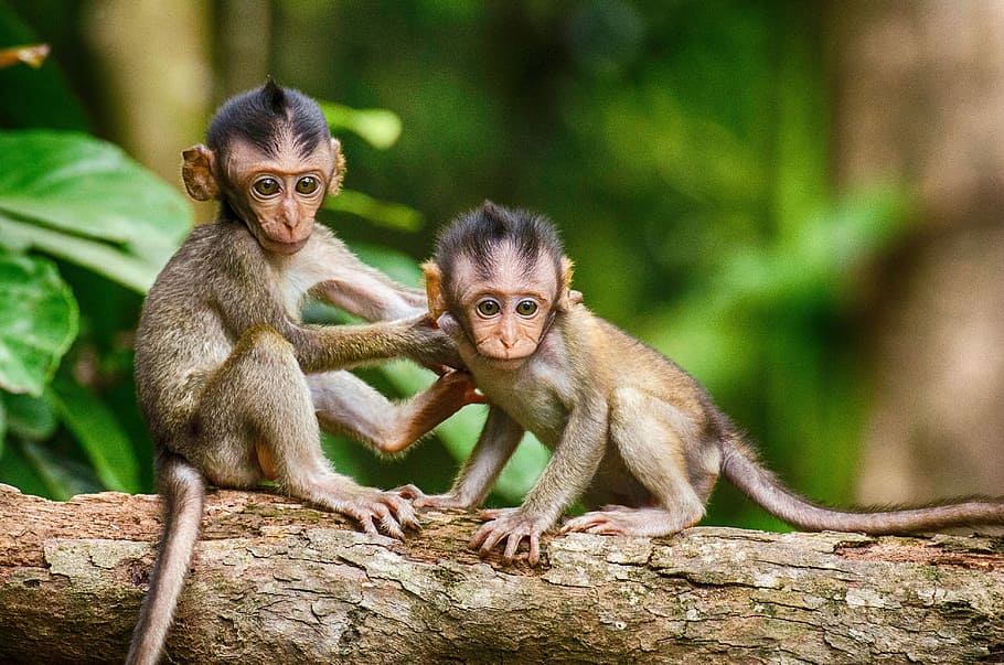 two brown monkeys sitting on tree, focus, photography, two monkeys