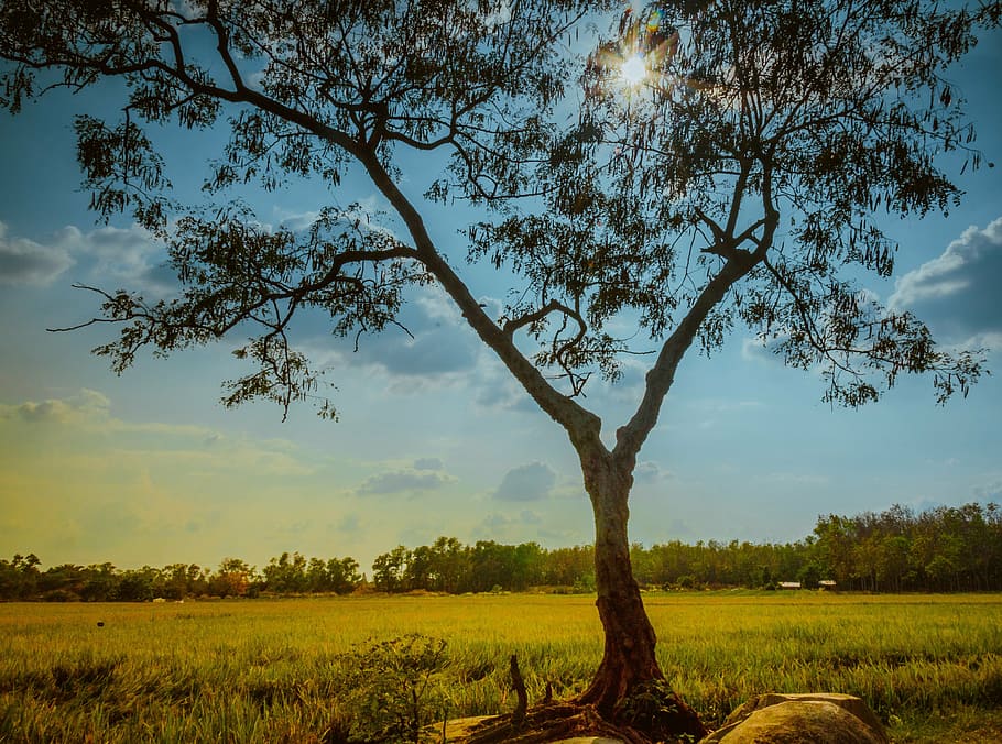 farm, sunset, light, tree, vietnam, sunshine, temple, sky, cloud HD wallpaper