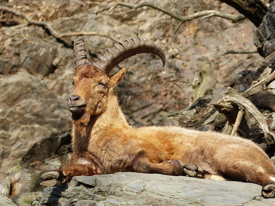 Zoo, Animals, Capricorn, Fauna, concerns, one animal, animals in the wild HD wallpaper