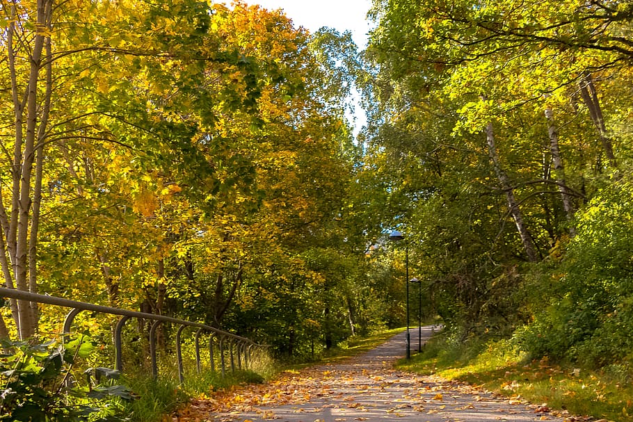 autumn, way, tree, landscape, foliage, forest, autumn gold HD wallpaper