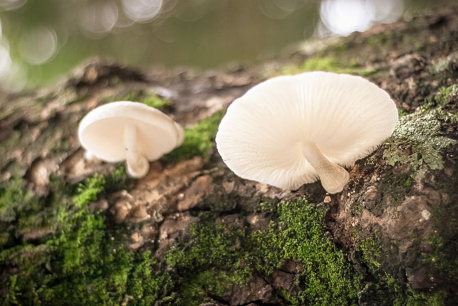 HD wallpaper: closeup photography of two white mushrooms, two mushrooms