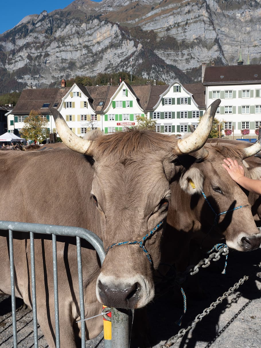 cattle show, cattle market, cows, glarus, canton of glarus, HD wallpaper