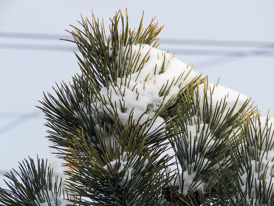 Snow on Pine Leaves, green, Macro, Trees, Weather, Winter, nature HD wallpaper