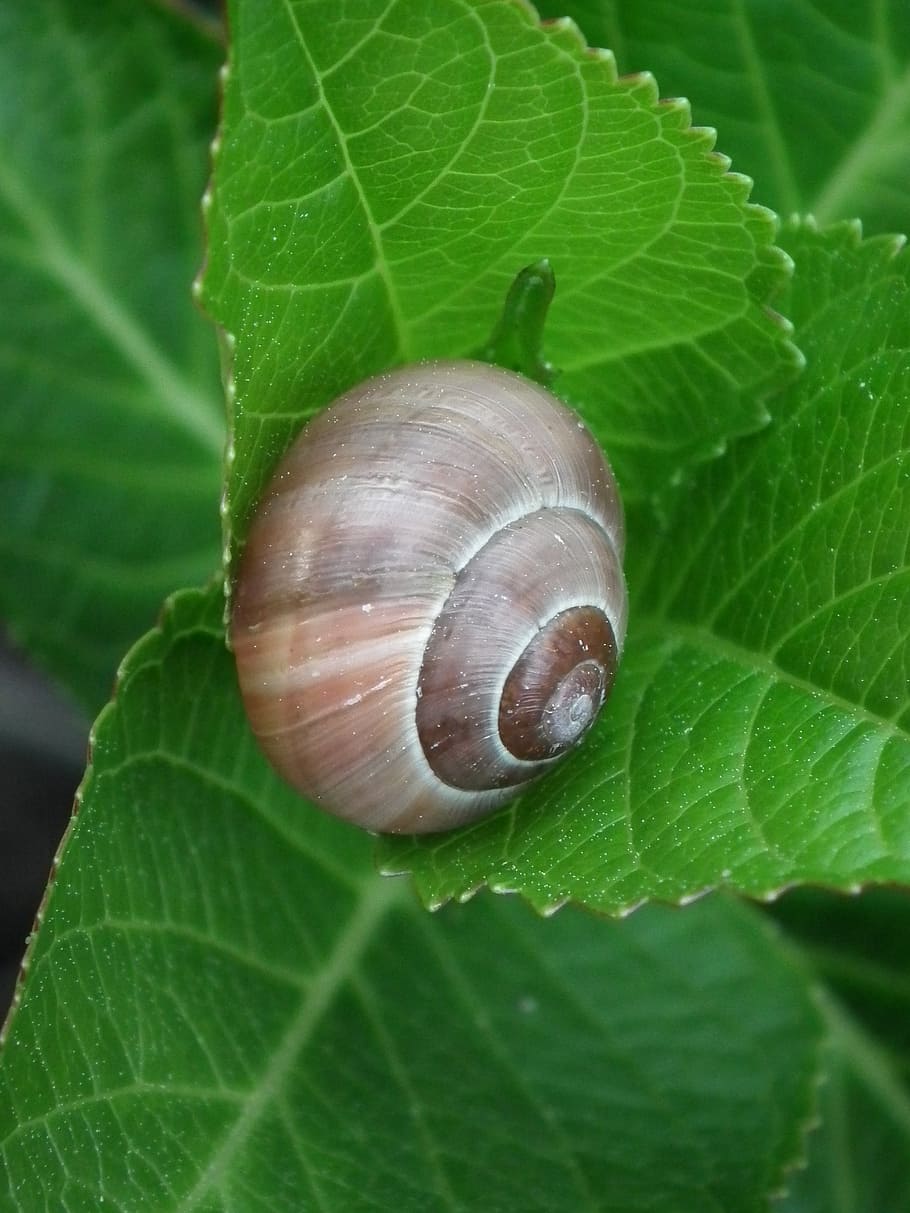 snail, shell, snail shell, leaf, plant part, close-up, green color HD wallpaper