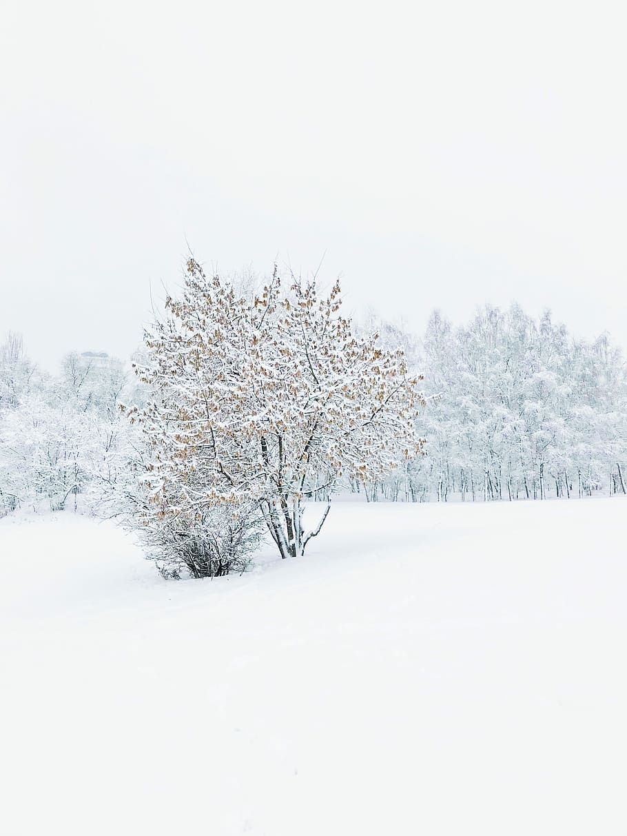 tree covered with snow, baretree covered with snow, landscape HD wallpaper