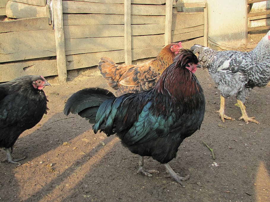 chicken coop, hens, birds, poultry, domestic animals, livestock