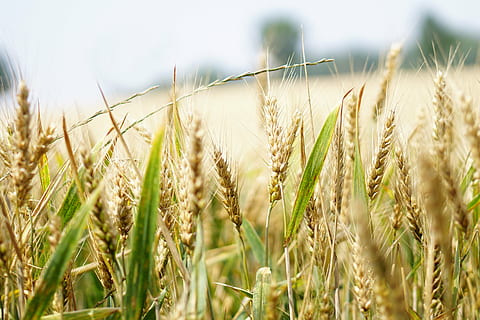 selective focus photography of wheat field, cornfield, summer HD wallpaper