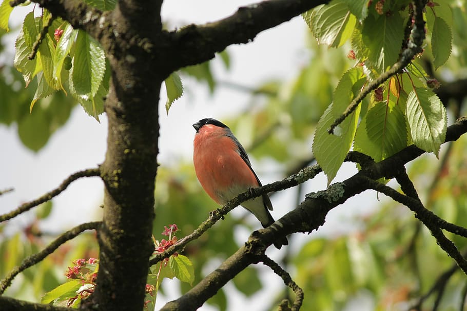 bird on tree branch, bullfinch, gimpel, pyrrhula, songbird, garden