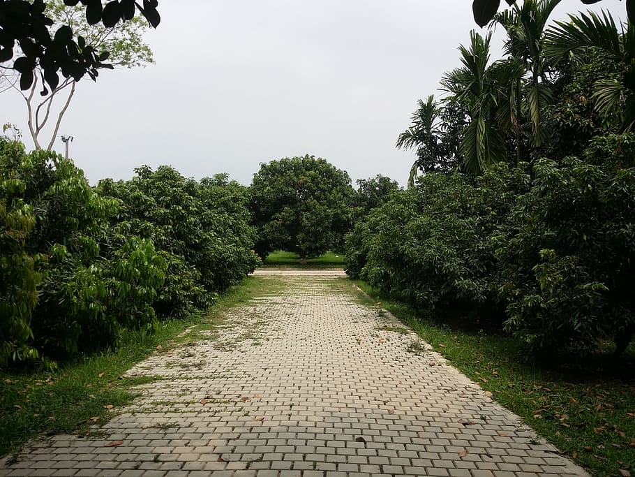 tree, road, leisure, plant, growth, footpath, nature, direction HD wallpaper