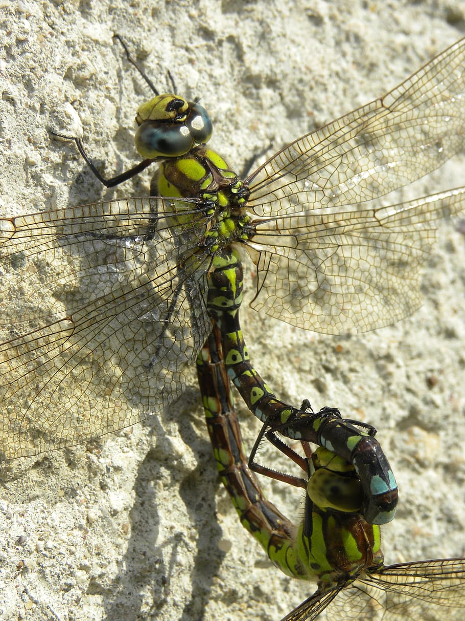 insect, dragonflies, wall, animal wildlife, animals in the wild HD wallpaper