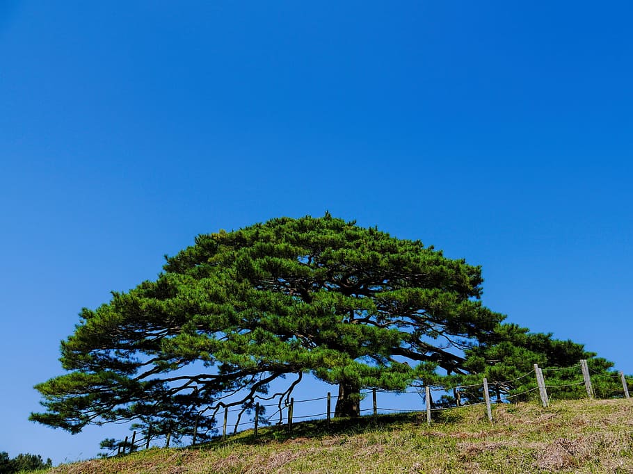 Pine Trees, Plant, Japan, Hill, sky, blue, clear sky, nature HD wallpaper