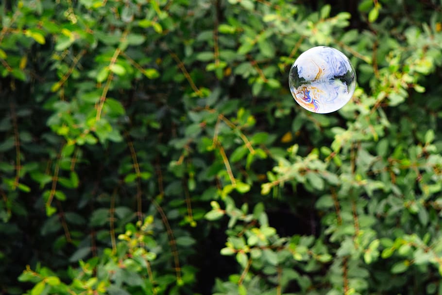 selective focus photo of bubble front of green tree, selective focus photo of bubble HD wallpaper