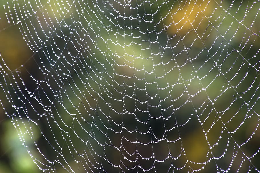 close-up photo of spider web, rain, nature, autumn, garden HD wallpaper