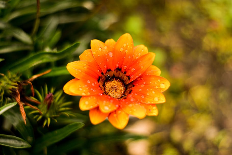 beautiful flower, nature, beauty, gérbela yellow, flowering plant, HD wallpaper