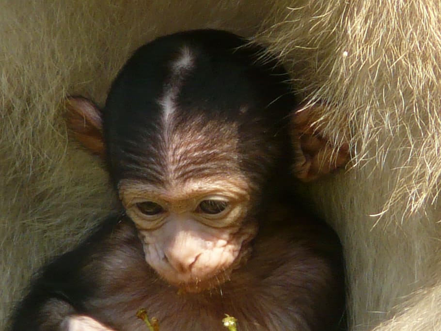 brown monkey, monkey baby, monkey mountain, salem, barbary ape HD wallpaper