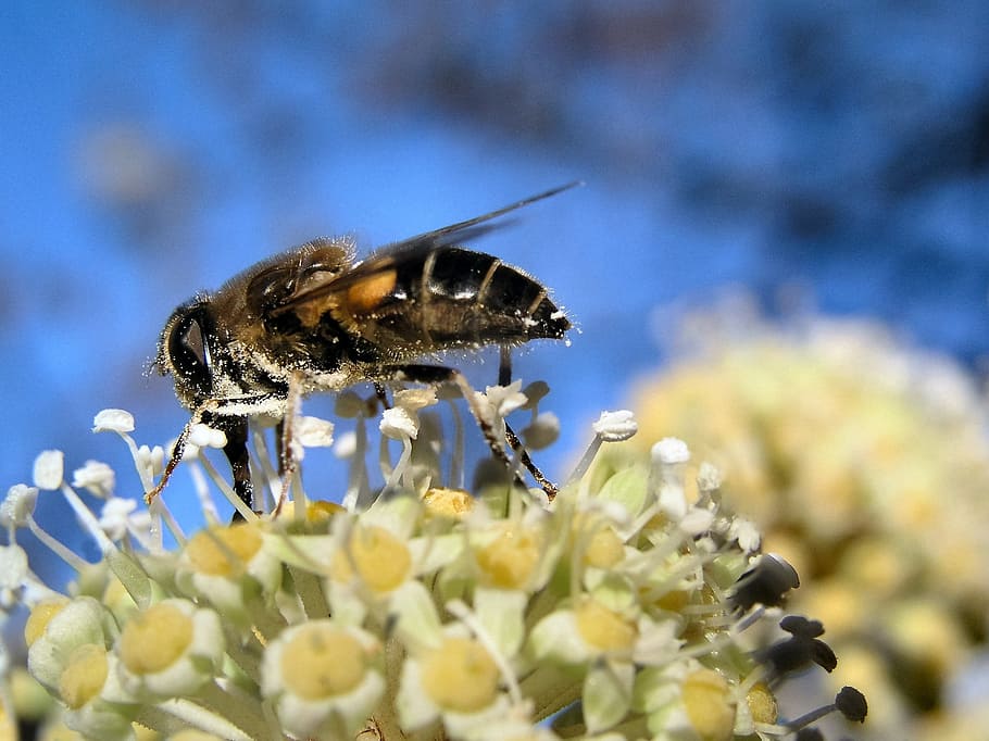 bee, insect, pollen, nature, flower, flowering plant, animal themes HD wallpaper
