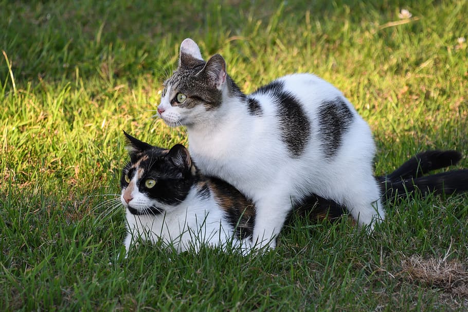 HD wallpaper: cat, two cats, play, grass, pets, domestic Cat, animal ...