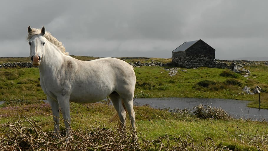 white horse standing on green grass, mold, ireland, landscape, HD wallpaper