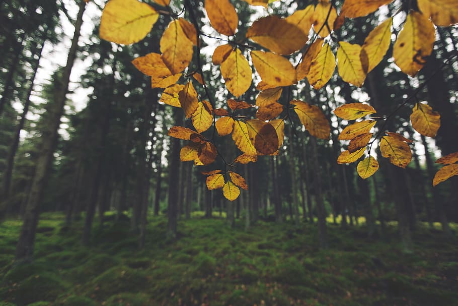 yellow leafed tree, close, photo, leaves, near, tall, trees HD wallpaper