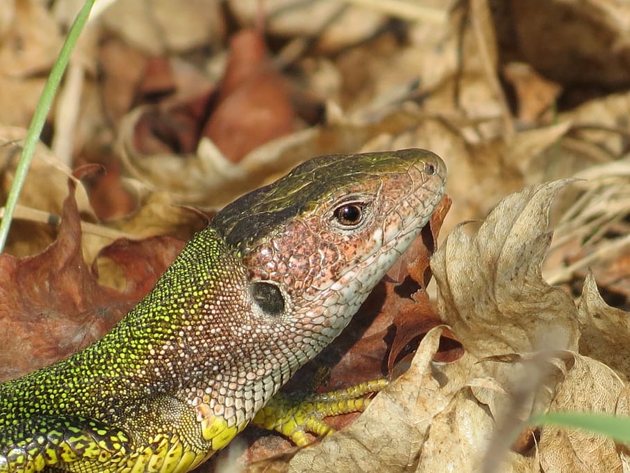 lizard, green, reptile, nature, vacation, journey, tourism HD wallpaper