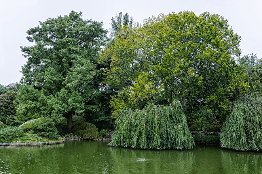 tree, nature, park, landscape, wood, pond, waters, grass, lake HD wallpaper