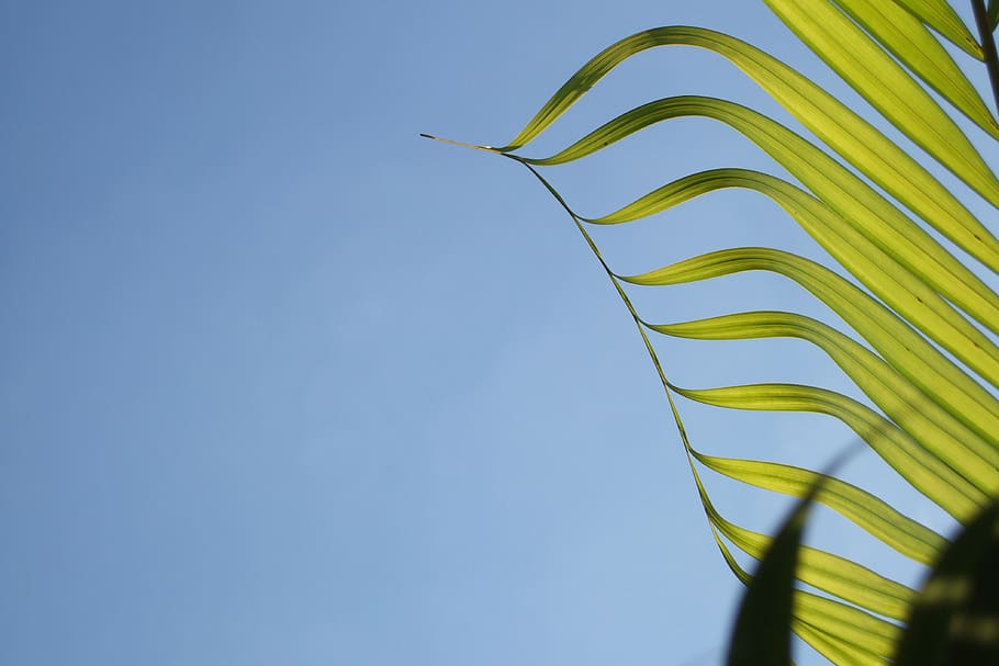 coconut tree, leaf, sky, blue, clear sky, growth, copy space HD wallpaper