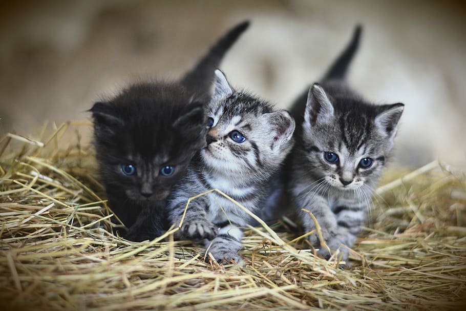 selective focus photography of three kittens on nest, cat, young animal HD wallpaper