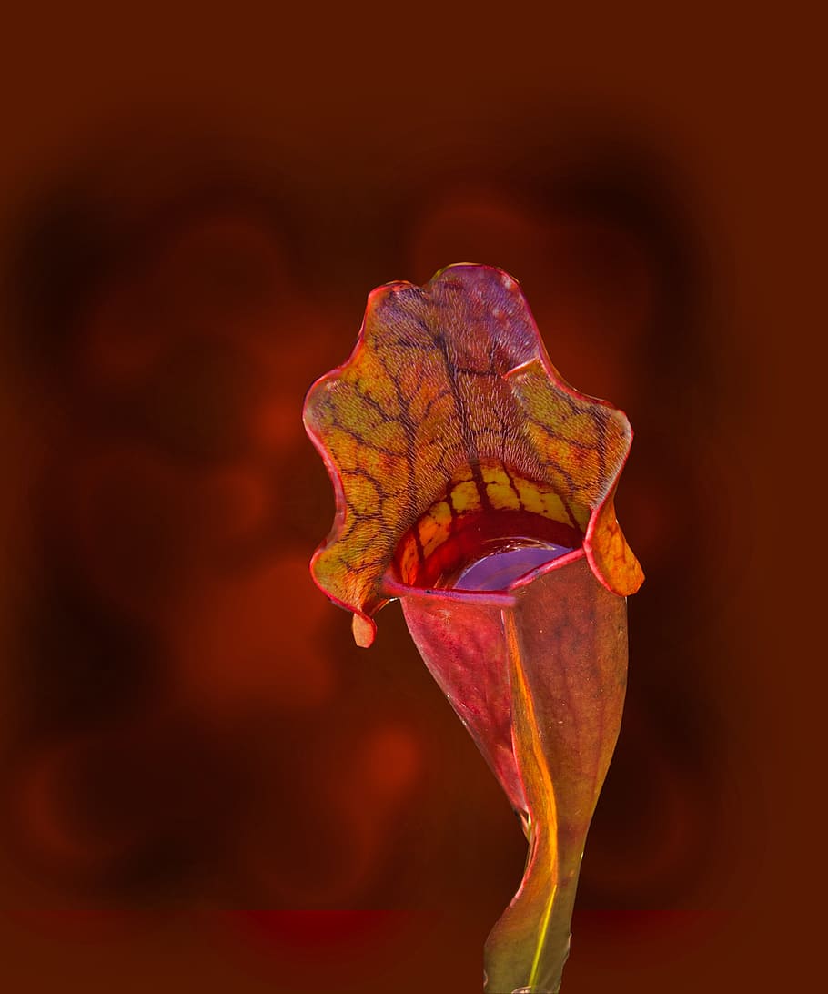 Yellow and Red Flower Bud, close-up, flora, macro, orange, pitcher HD wallpaper
