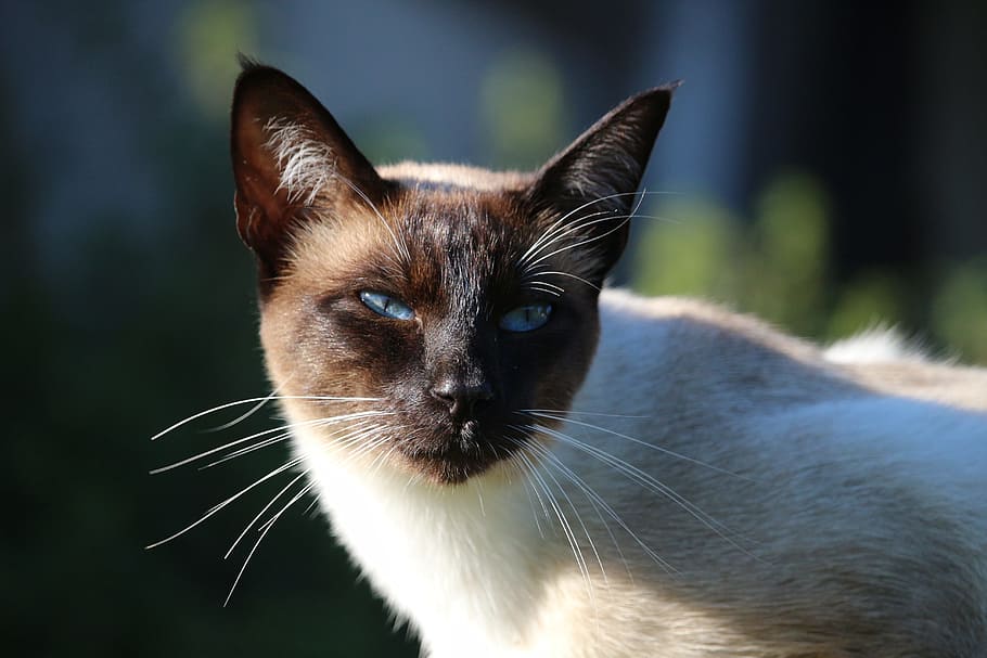 cat, siamese cat, mieze, breed cat, animal themes, mammal, domestic HD wallpaper