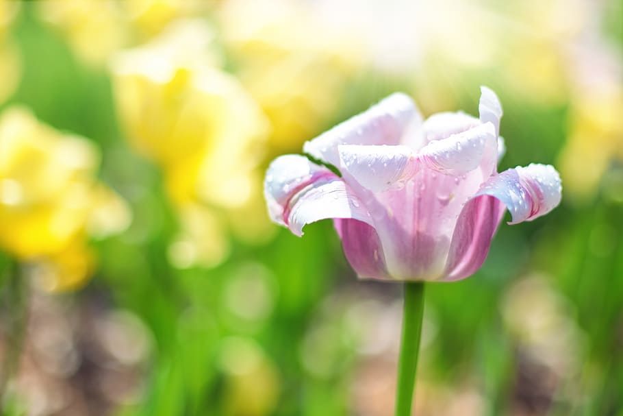 selective focus photography of white and pink tulip in bloom HD wallpaper