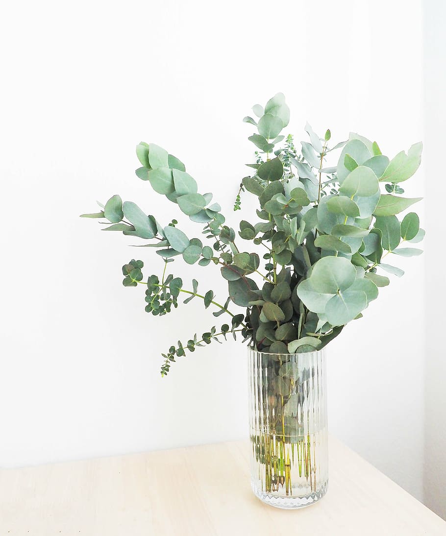 vase of green leafed plants on table, interior, flower, water HD wallpaper