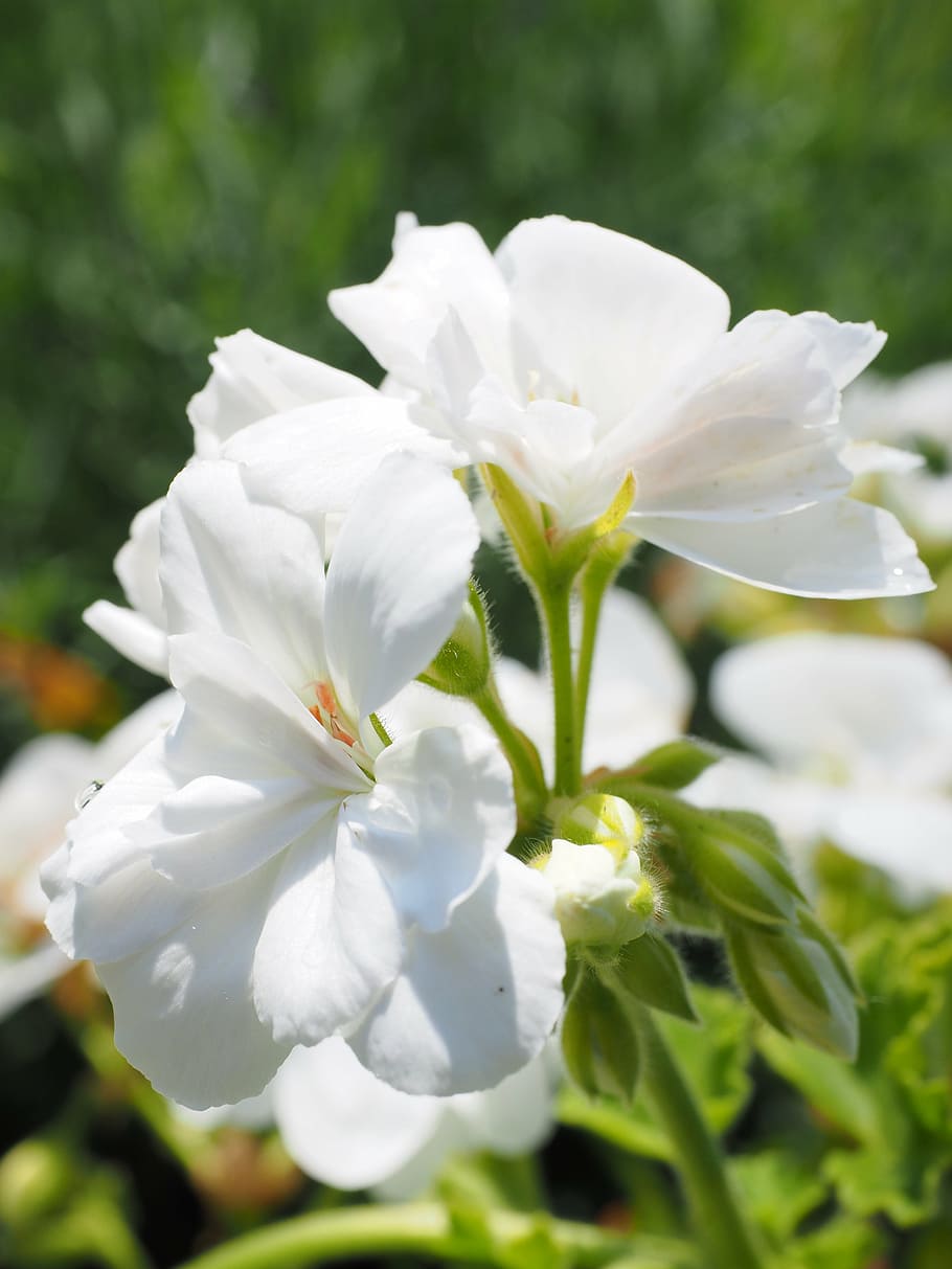 geranium, blossom, bloom, white, balcony plant, ornamental plant HD wallpaper