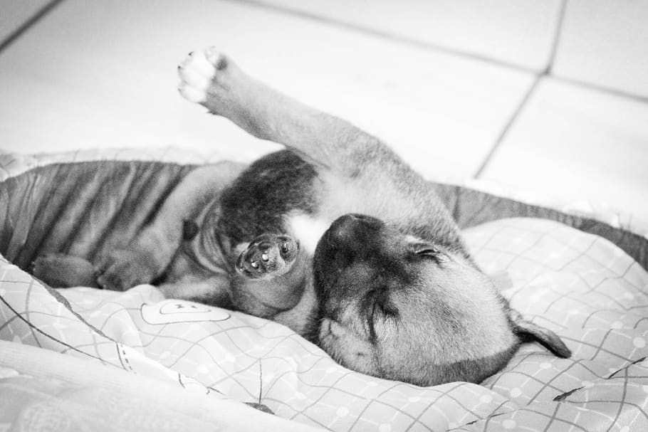 puppy, sleeping, mammal, pets, domestic, domestic animals, relaxation HD wallpaper