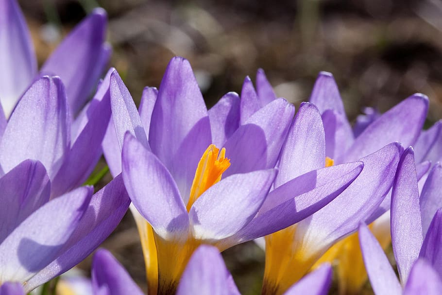 crocus, wildform, schwertliliengewaechs, spring crocus, flowers HD wallpaper